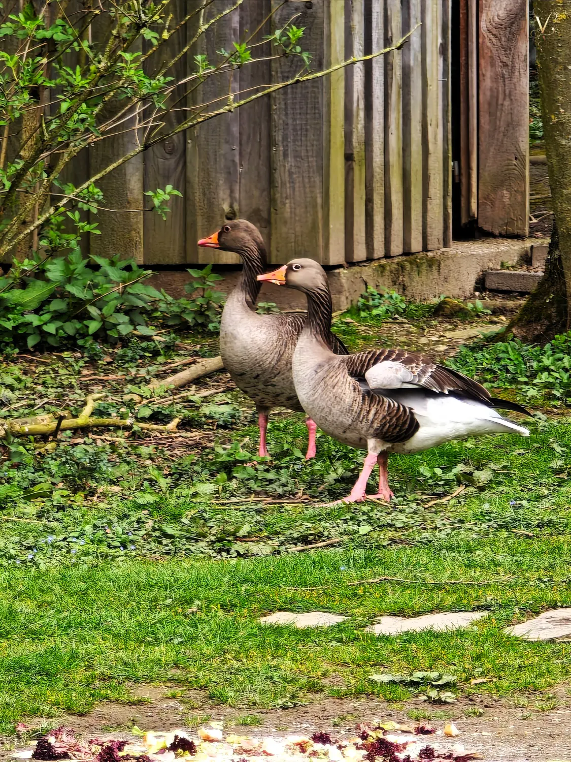 Geburtstagsdekoration von Vanessa Lidynia